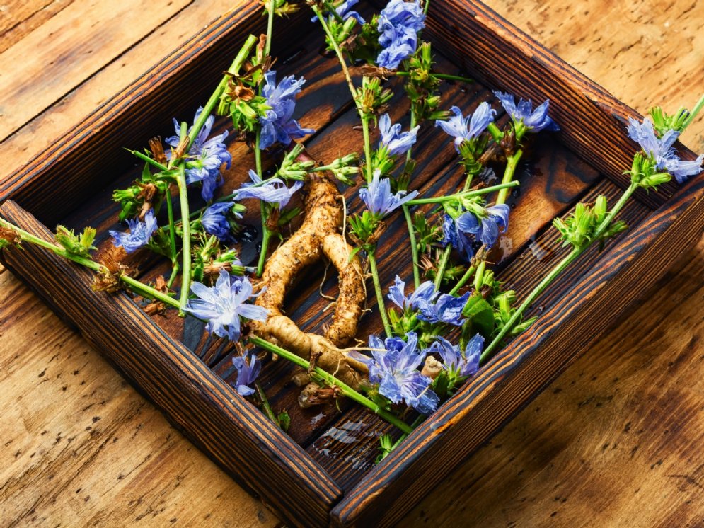 WL_Wegwarte Wurzel Blüten © Adobe Stock