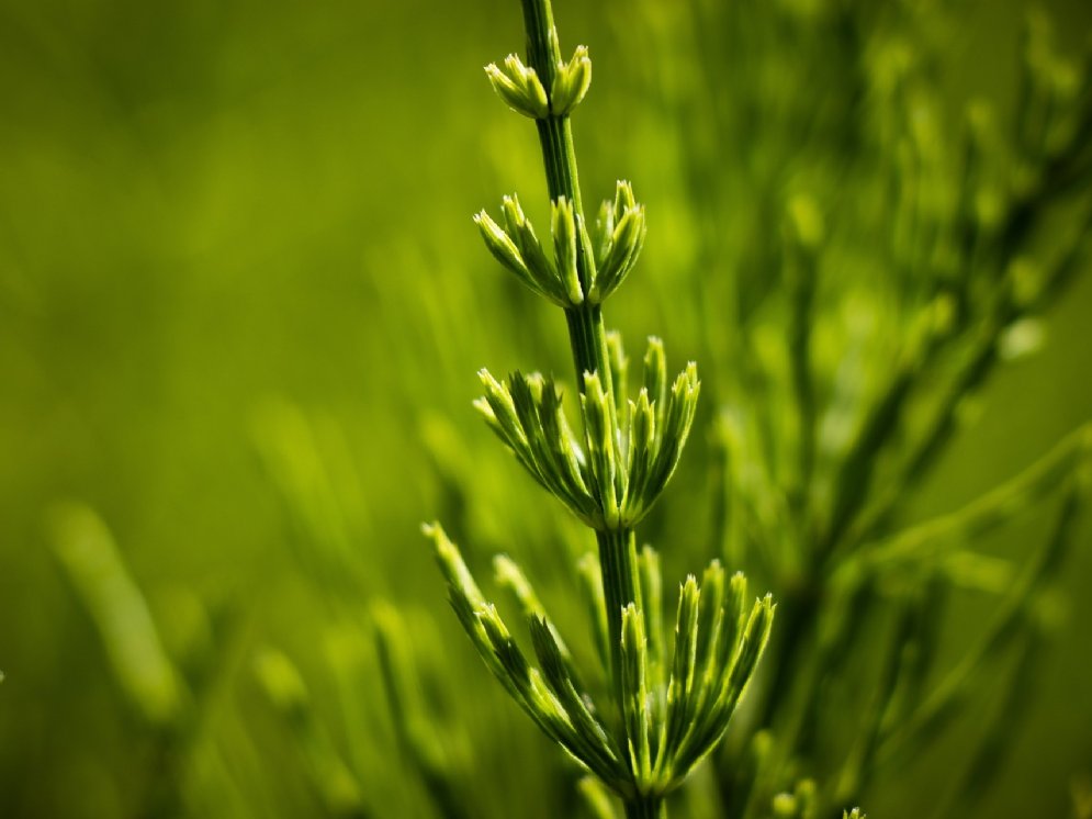 Ackerschachtelhalm © Pixabay (Carina Wojtak)