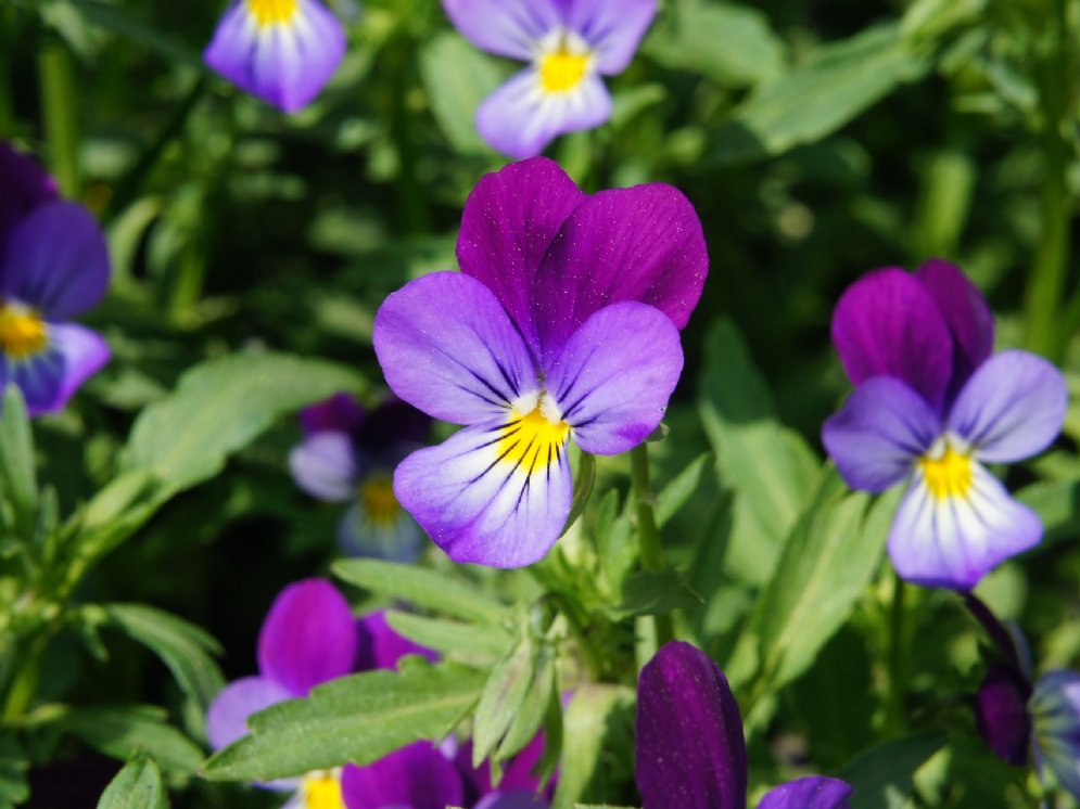 WL_Ackerstiefmütterchen © Pixabay