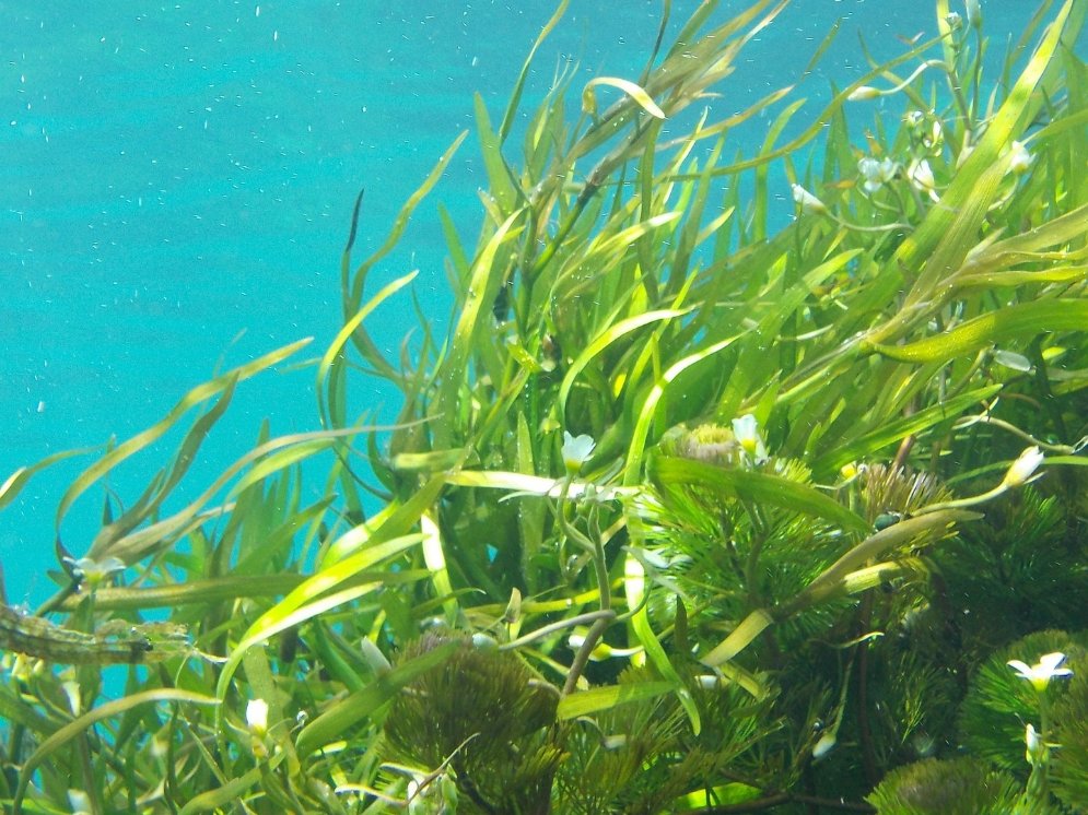 Algen © Pixabay (Nicole Bohner)