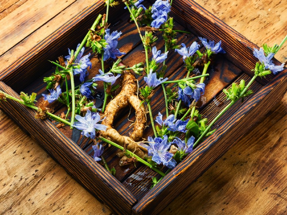 Wegwarte Wurzel Blüten © Adobe Stock