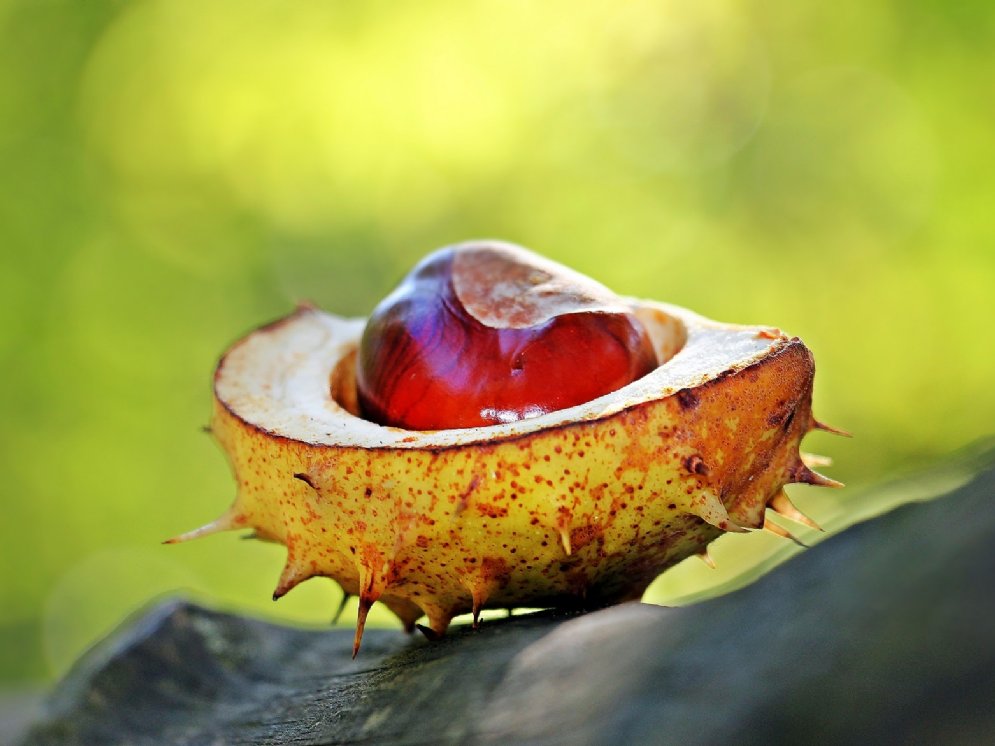 WL_Rosskastanie © Pixabay