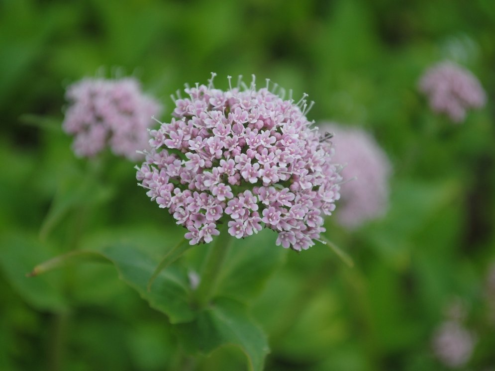 WL_Baldrian © Pixabay