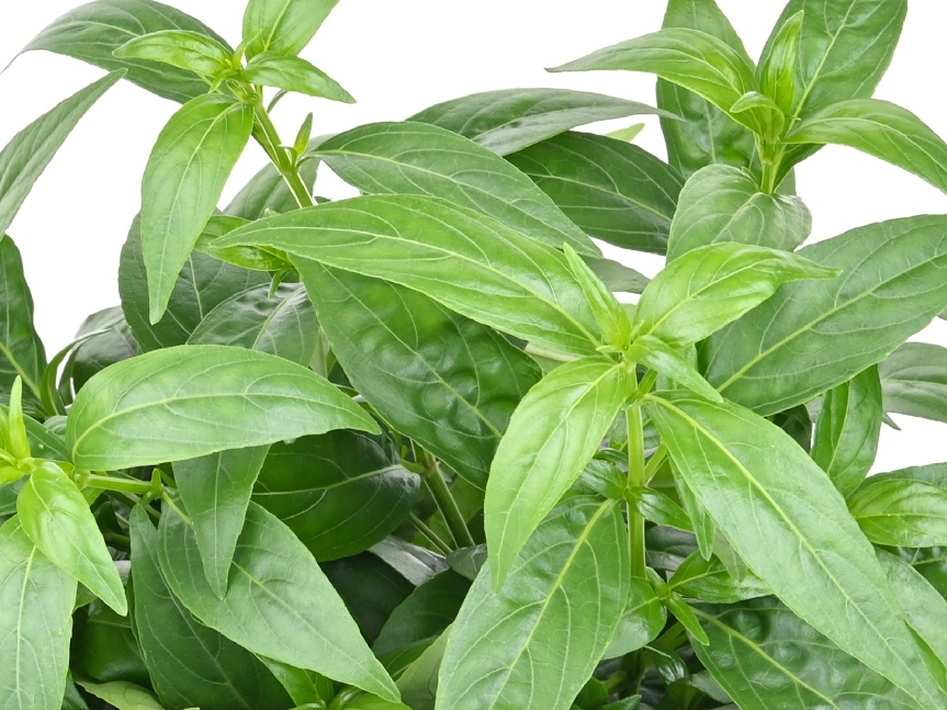 WL_Andrographis Kraut weiße Schale © Adobe Stock