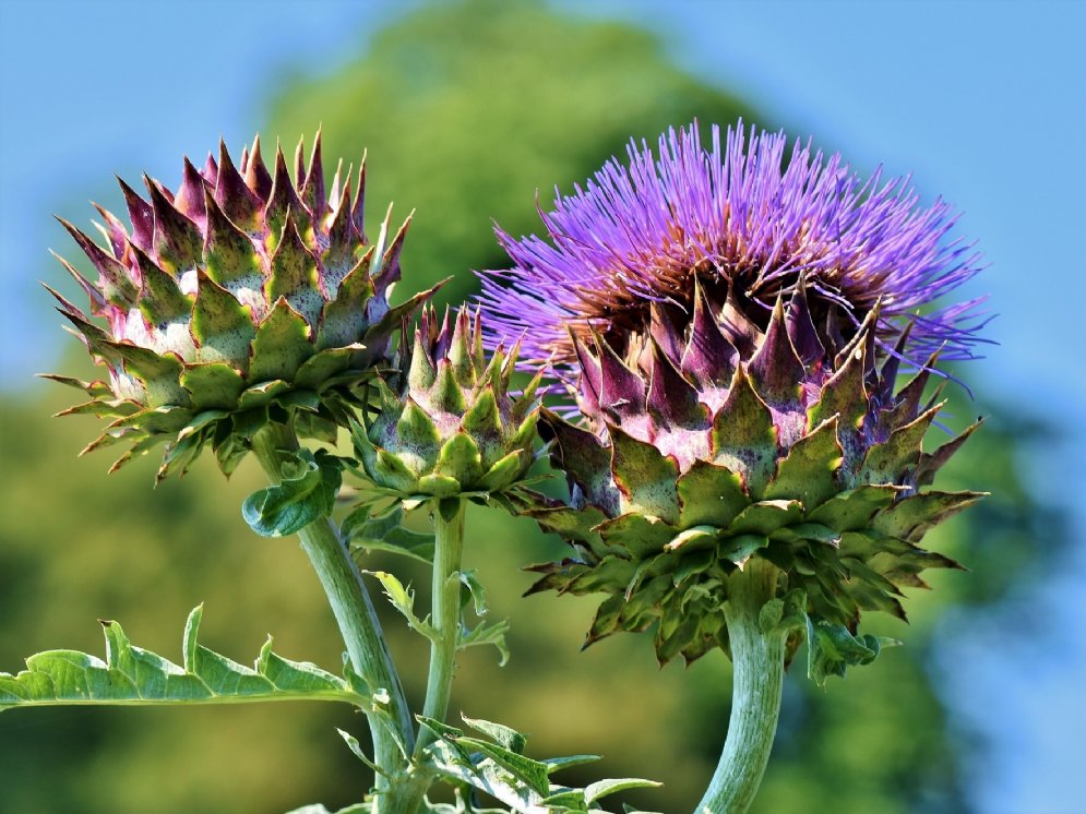 WL_Artischocke-Blüte © Pixabay (Ralphs_Fotos)