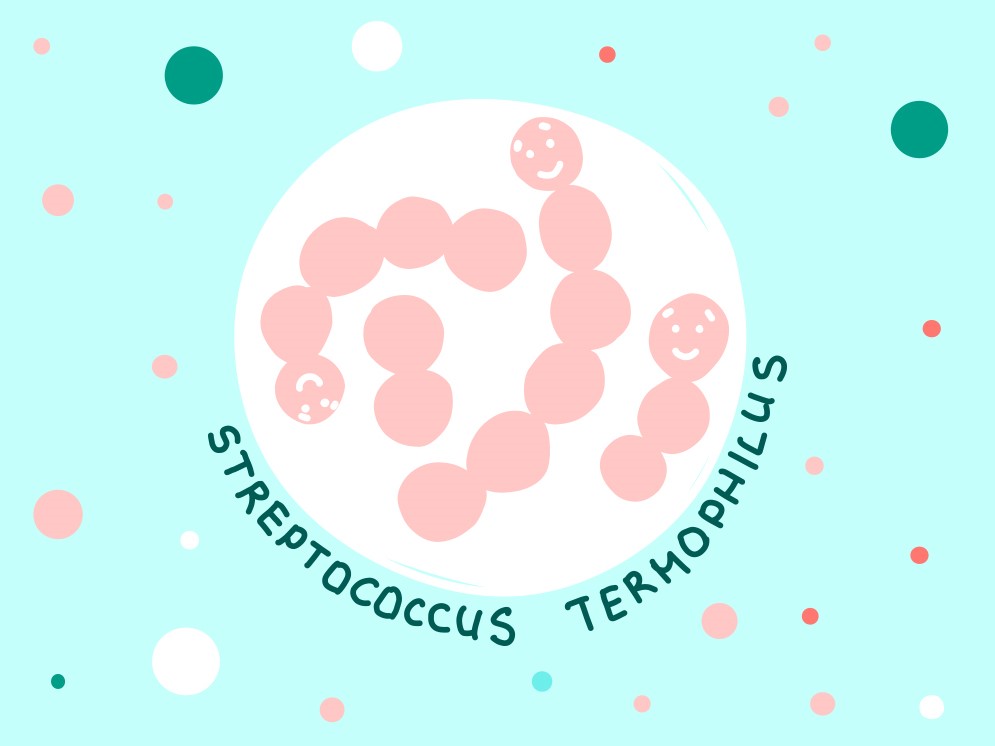 Streptococcus thermophilus © Adobe Stock