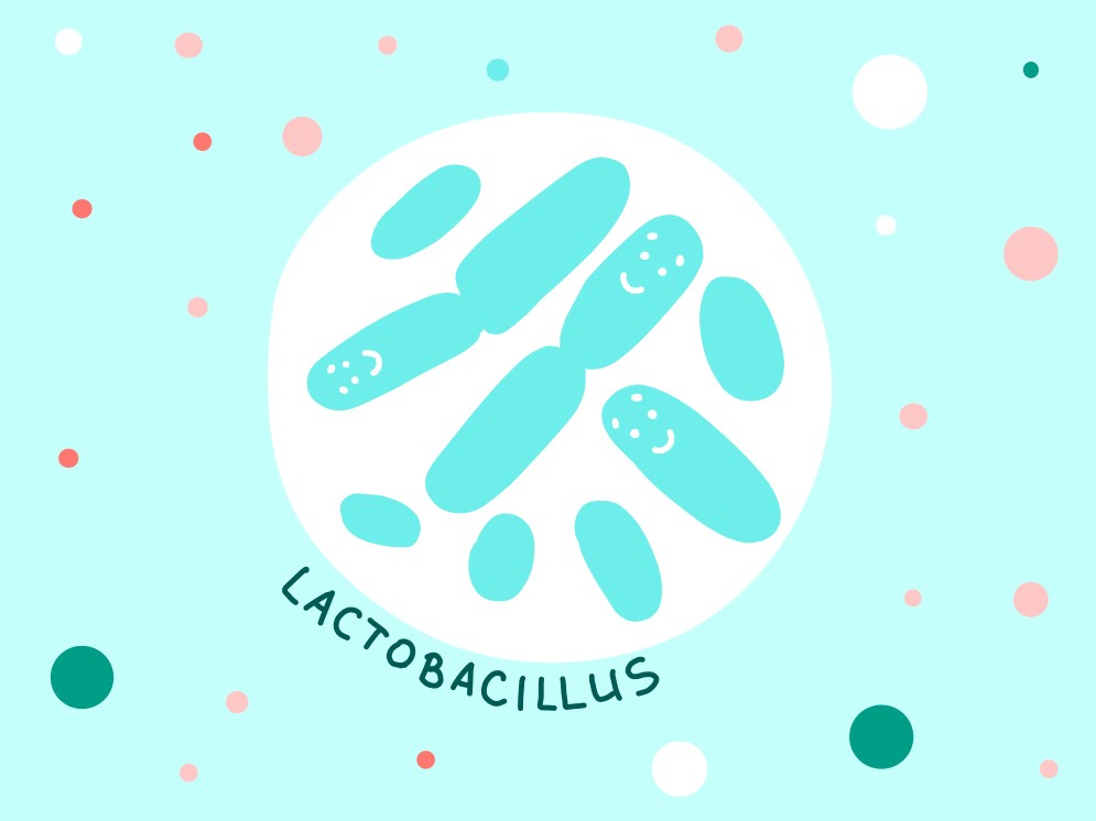 Lactobacillus © Adobe Stock