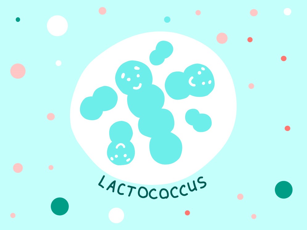 Lactococcus © Adobe Stock