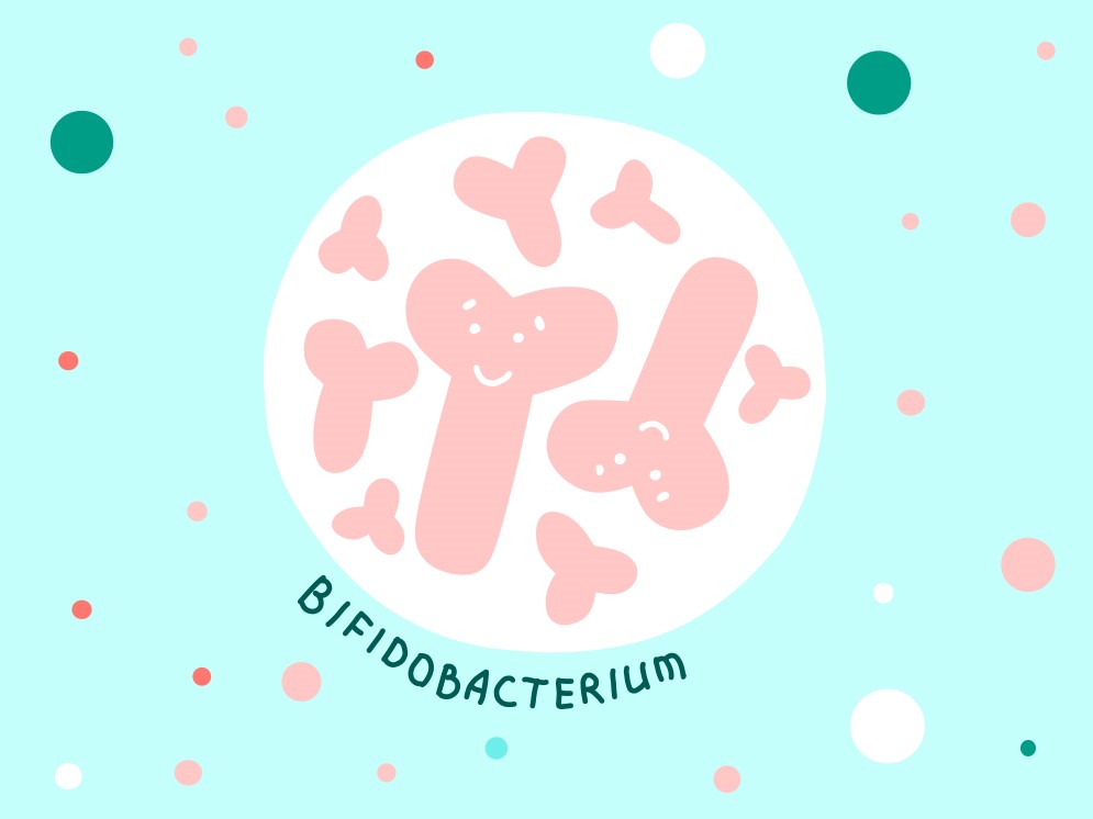 Bifidobakterium © Adobe Stock