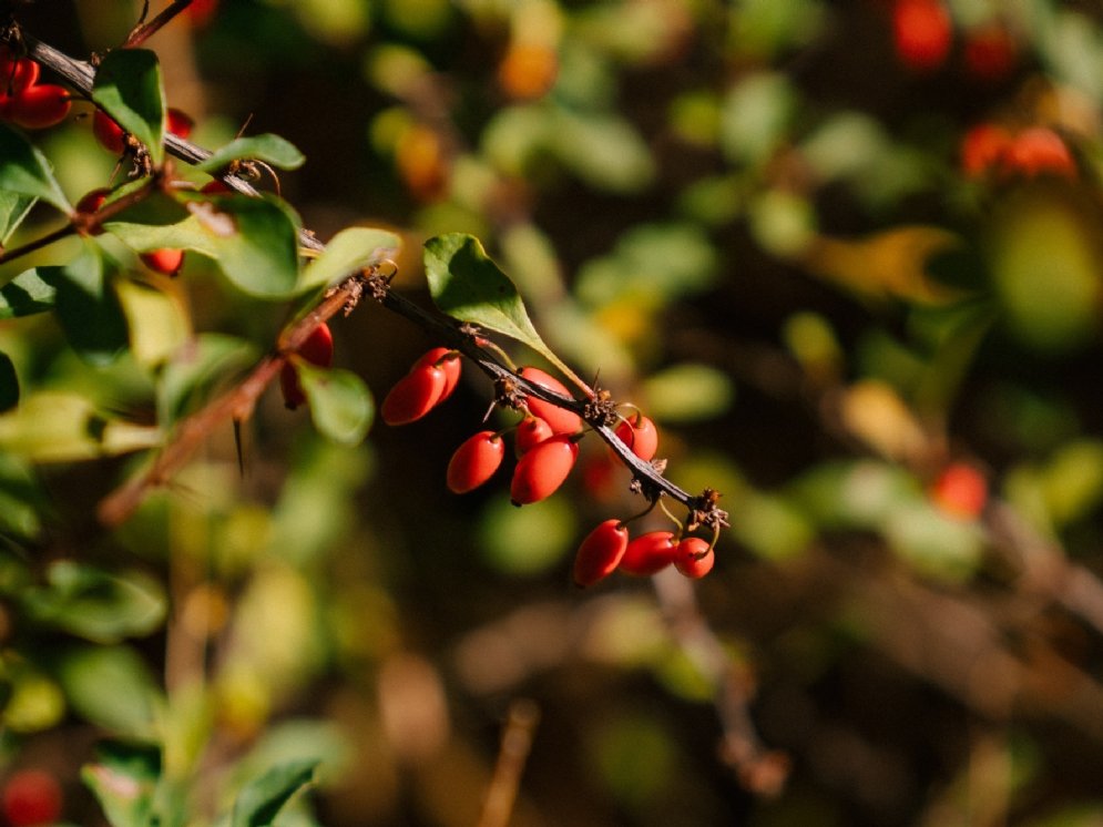 WL_Berberitze © Pexels (martha-wave)