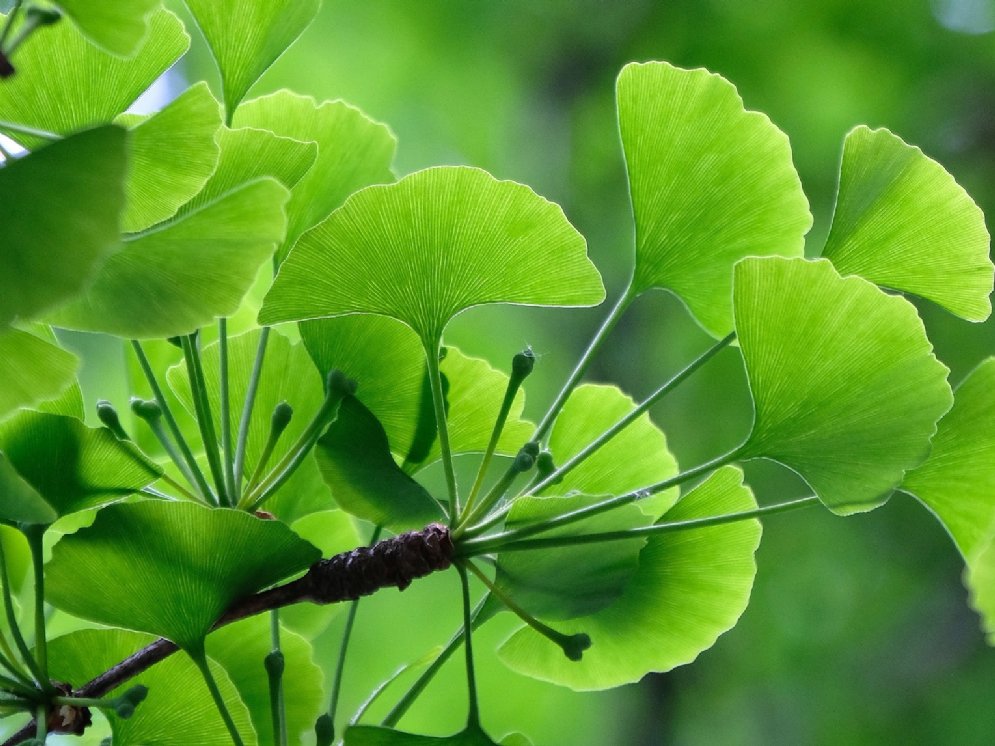 WL_Ginkgo-Blätter © Pixabay (wal_172619)