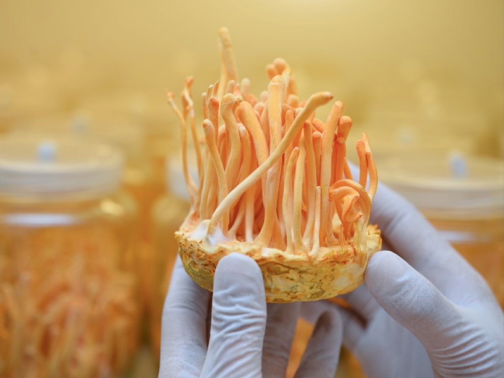 WL_Cordyceps sinensis Labor © Adobe Stock