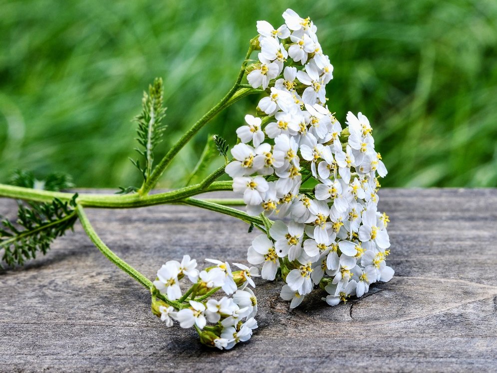 Schafgarbe-Blüten auf Holz © Pixabay (fotoblend)