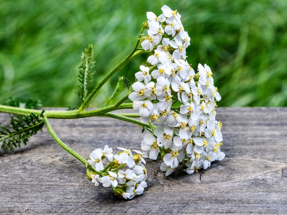 Schafgarbe-Blüten auf Holz © Pixabay (fotoblend)