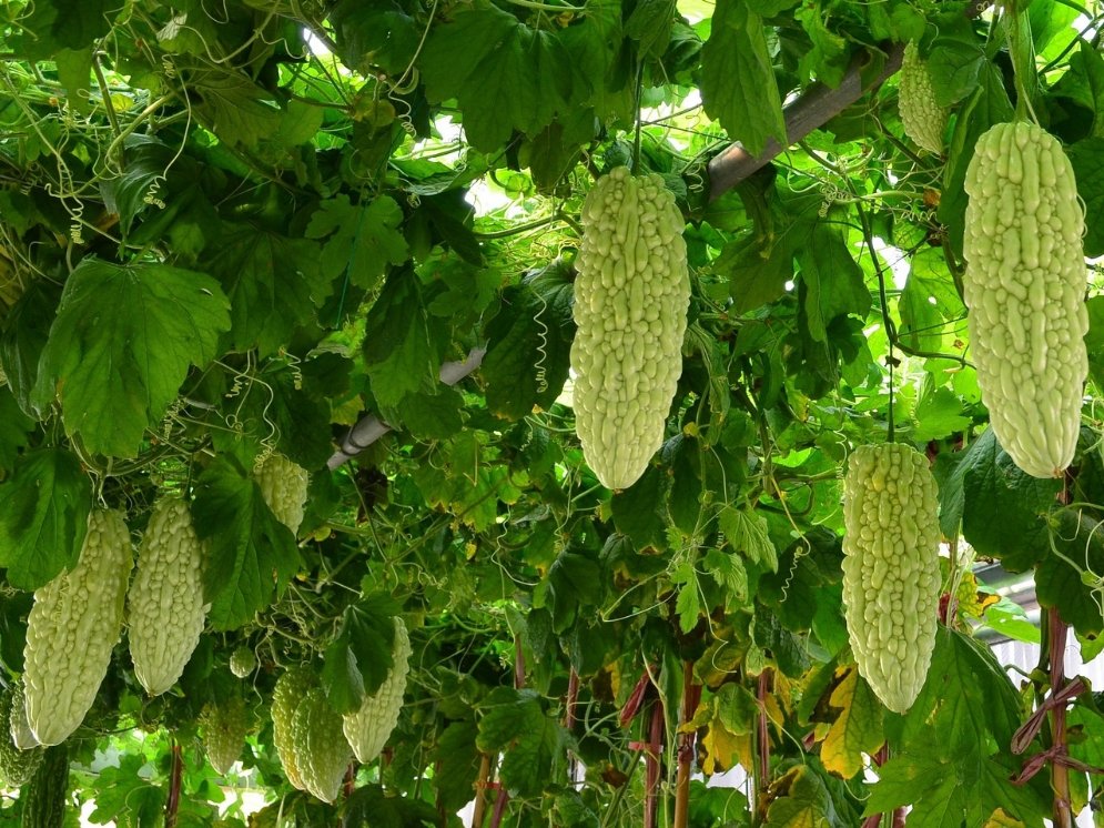 WL_Momordica charantia © Pixabay (kon072)