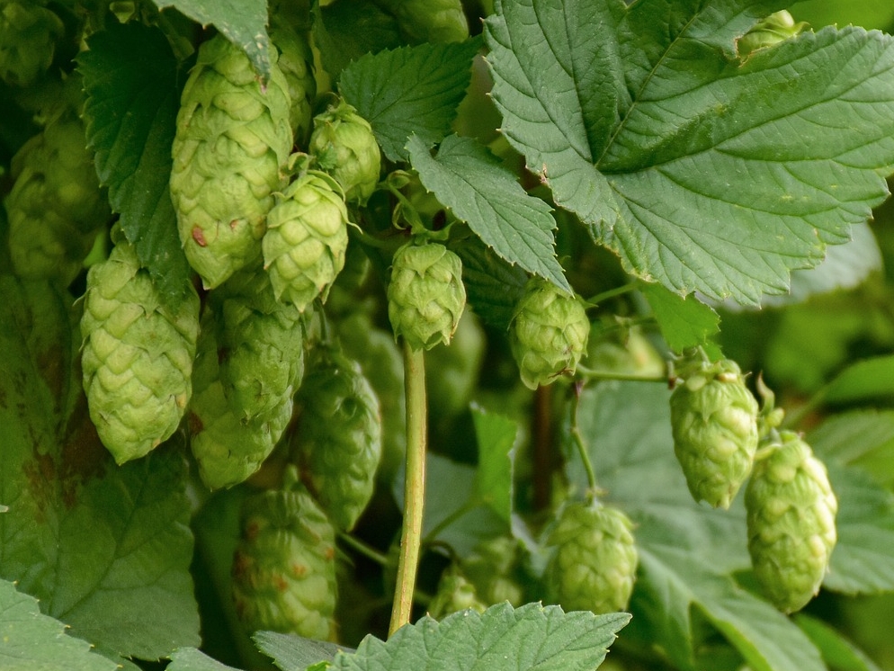 WL_Hopfen-Zapfen © Pixabay (RitaE)
