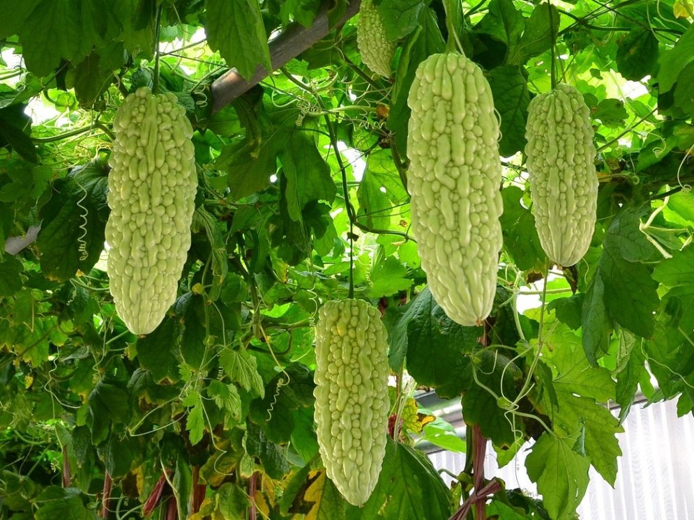 WL_Momordica charantia © Pixabay (kon072)