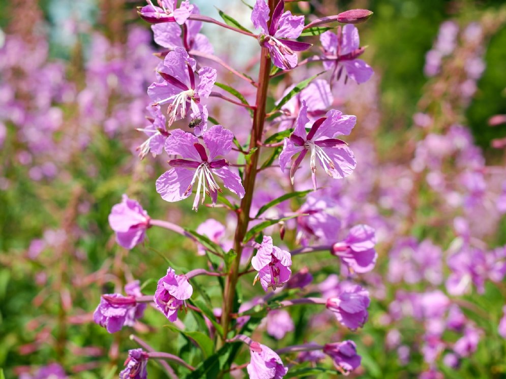 WL_Weidenröschen © Pixabay