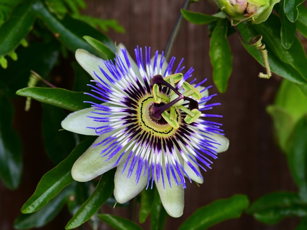 Passionblume © Pixabay (Georg_Wietschorke)