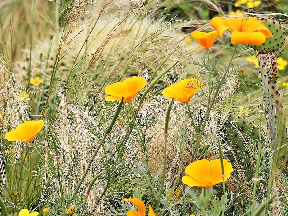 WL_Escholtzie mit Kakteen Panoramaaufnahme © Pixabay (NoName_13)