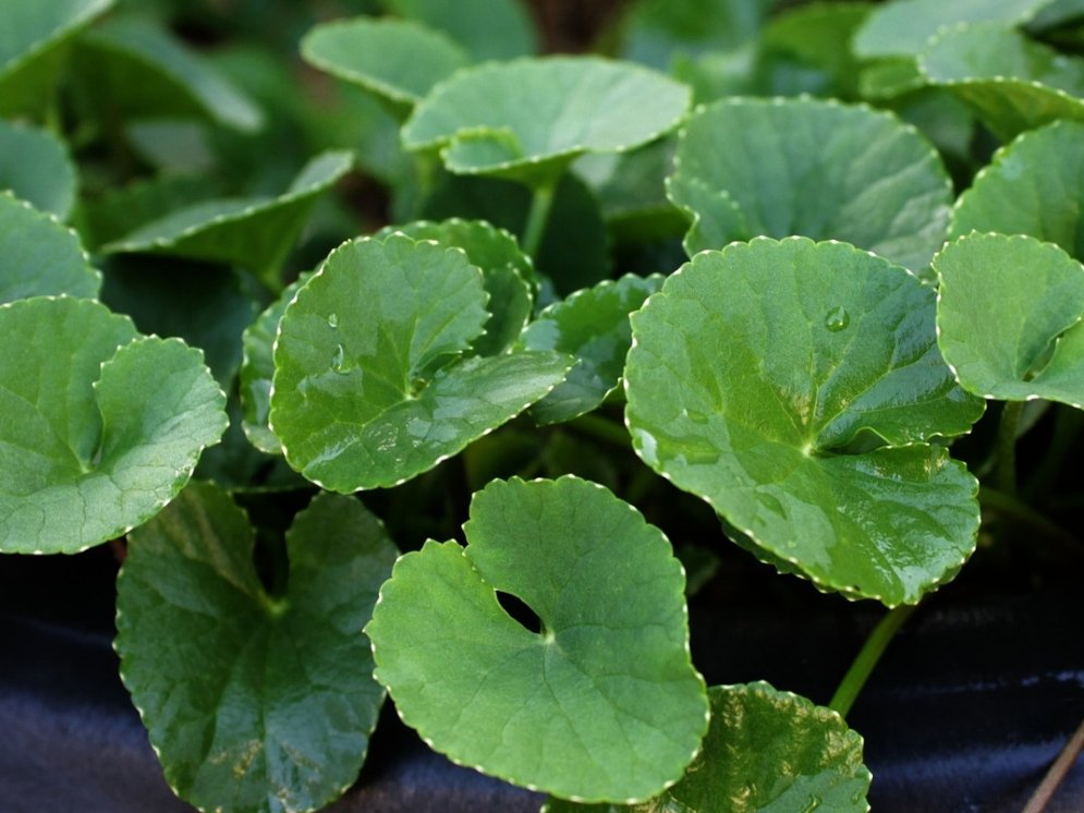 WL-Centella asiatica © Pixabay (mayapujiati)
