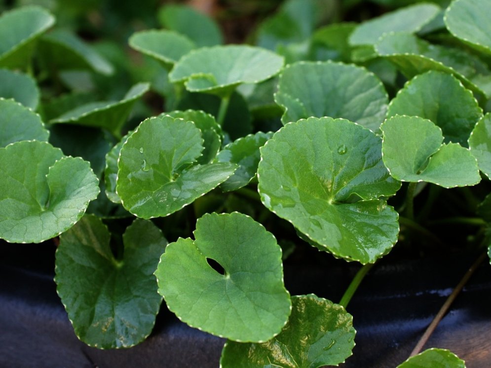 WL-Centella asiatica © Pixabay (mayapujiati)