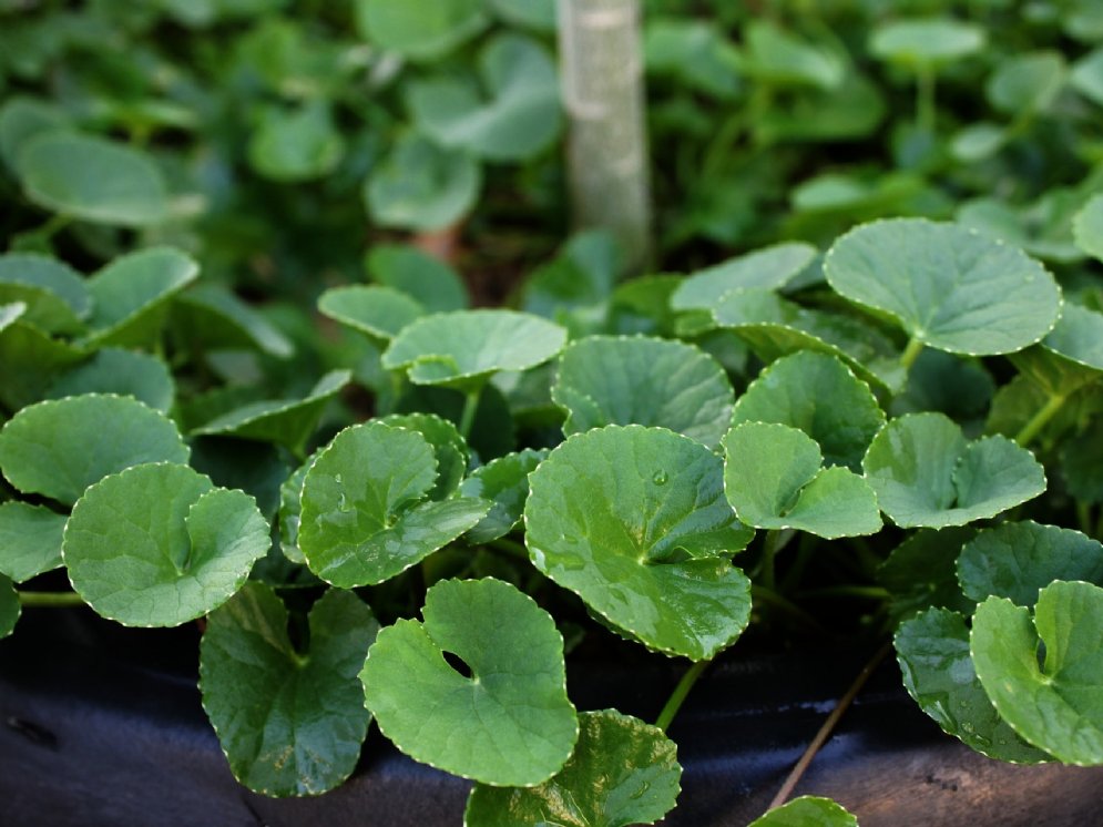 WL-Centella asiatica © Pixabay (mayapujiati)