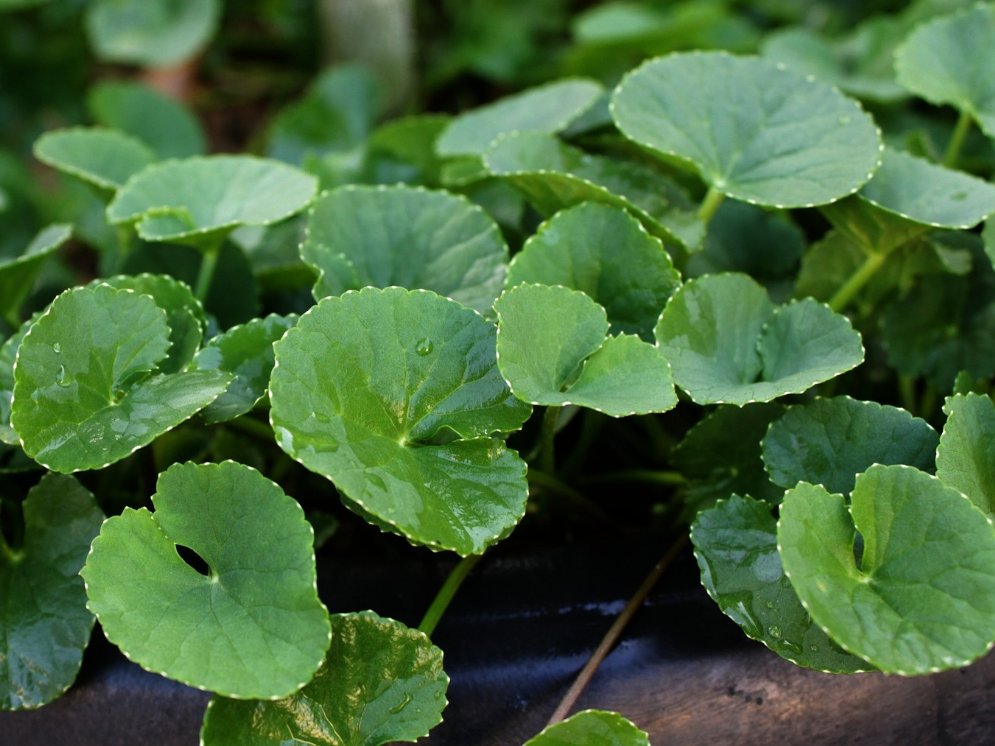 WL-Centella asiatica © Pixabay (mayapujiati)