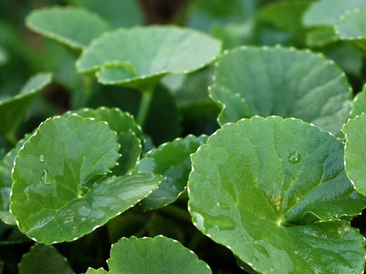 WL-Centella asiatica © Pixabay (mayapujiati)