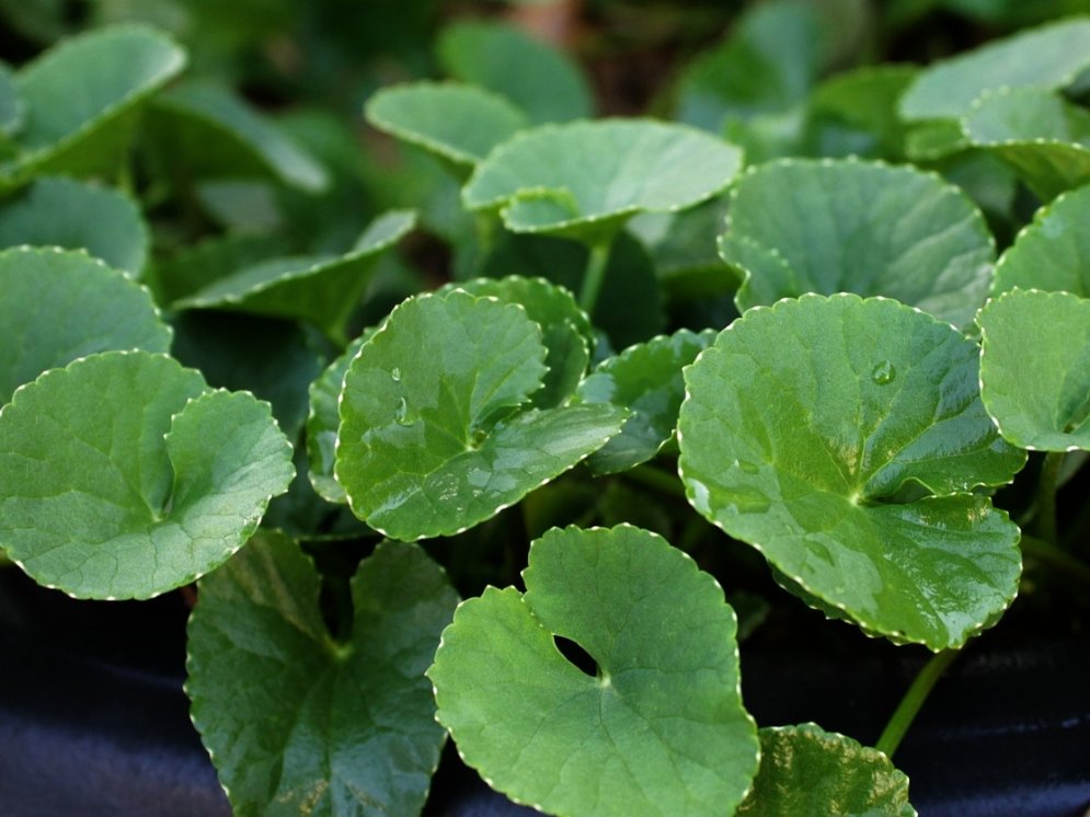 WL-Centella asiatica © Pixabay (mayapujiati)