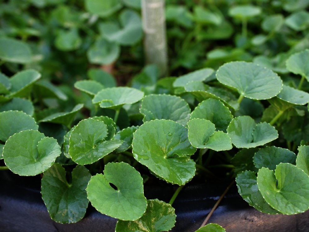 WL-Centella asiatica © Pixabay (mayapujiati)