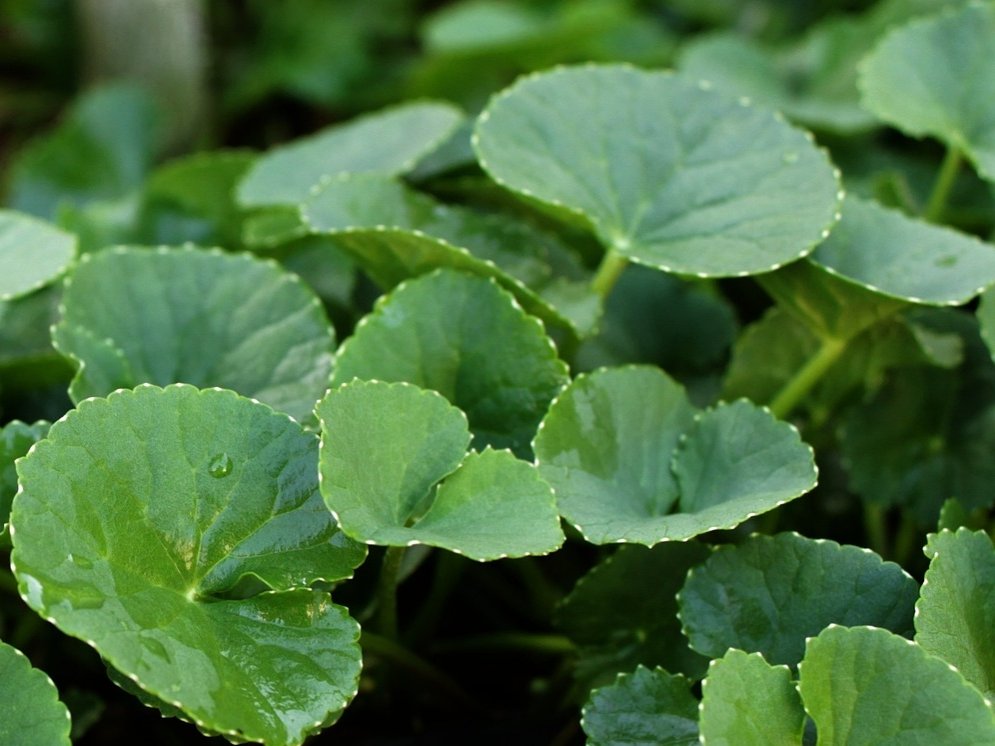 WL-Centella asiatica © Pixabay (mayapujiati)