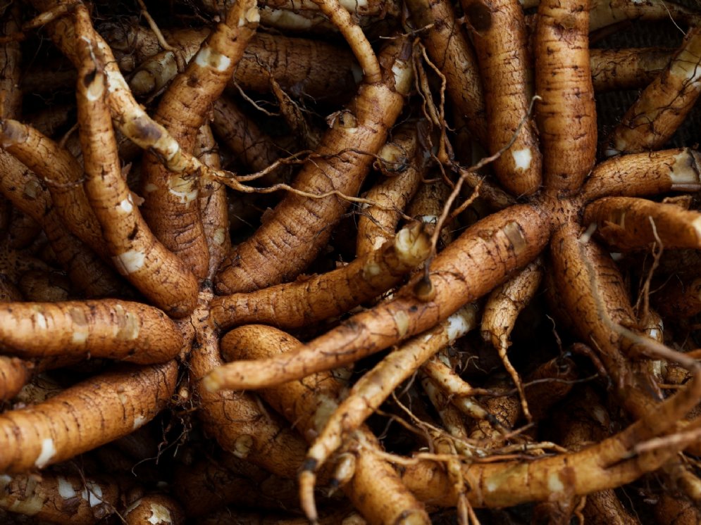 WL_Coleus forskohlii-Wurzel © Adobe Stock