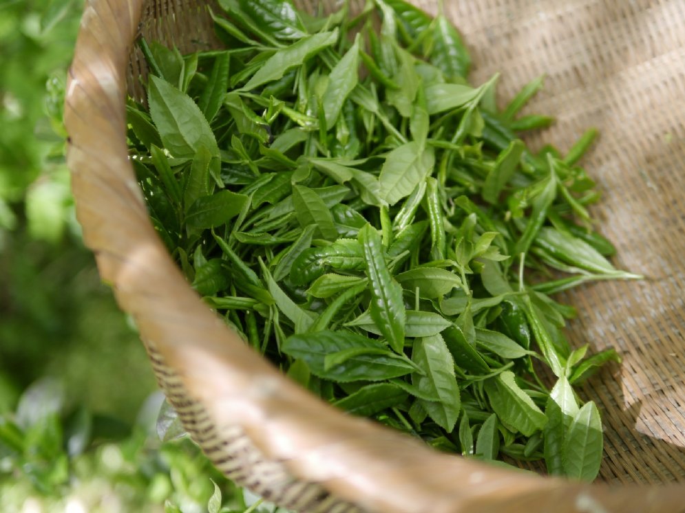 WL_Grüner Tee © Pixabay (hana_chado)