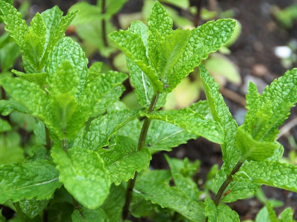 WL_Pfefferminze © Pixabay (ivabalk)