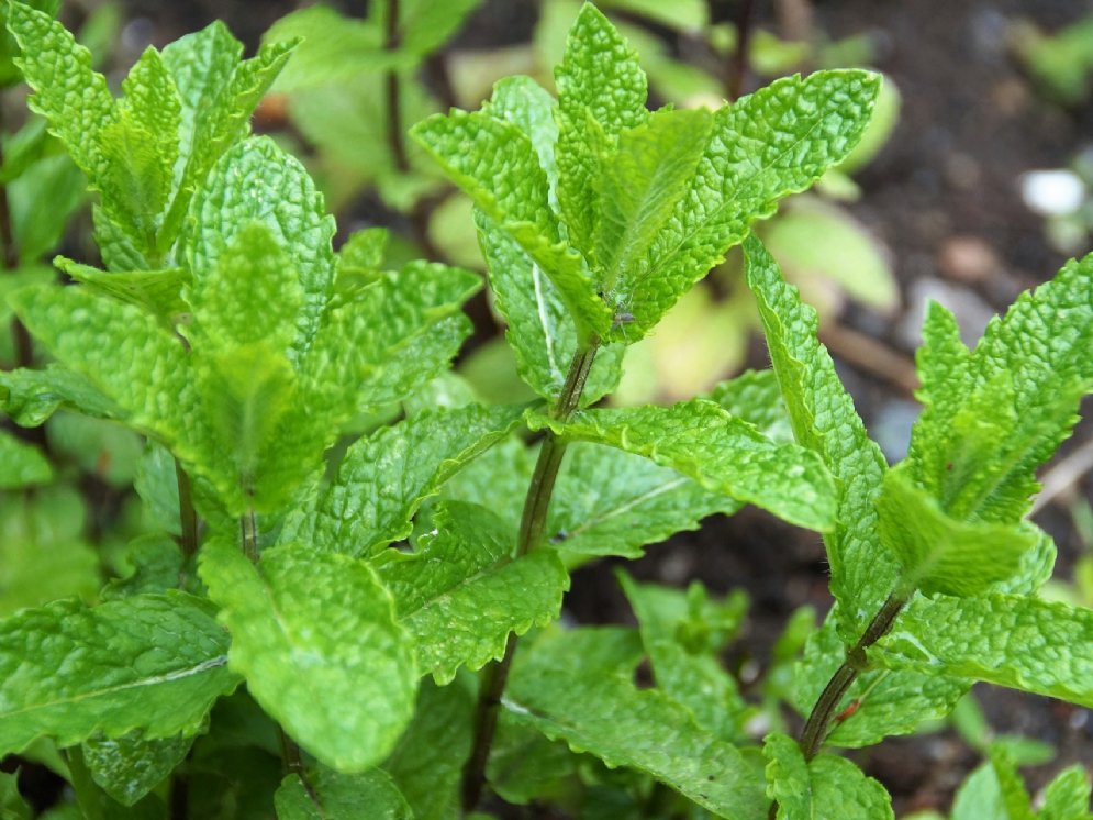 WL_Pfefferminze © Pixabay (ivabalk)