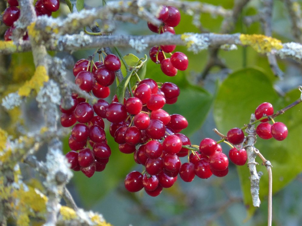 WL_Sarsaparille © Pixabay (makamuki0)