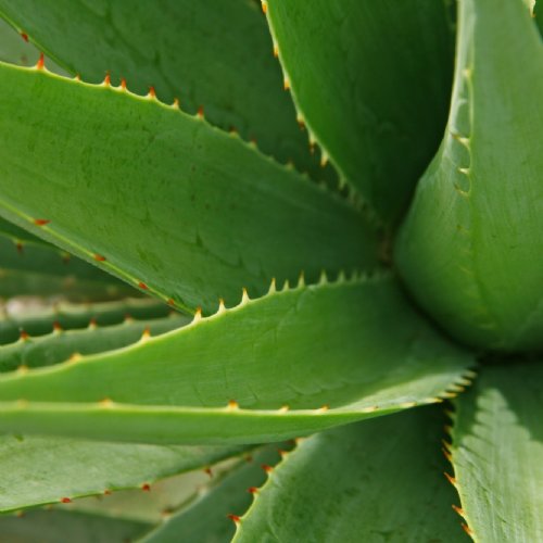 Aloe Vera © alsampang, pixabay.com
