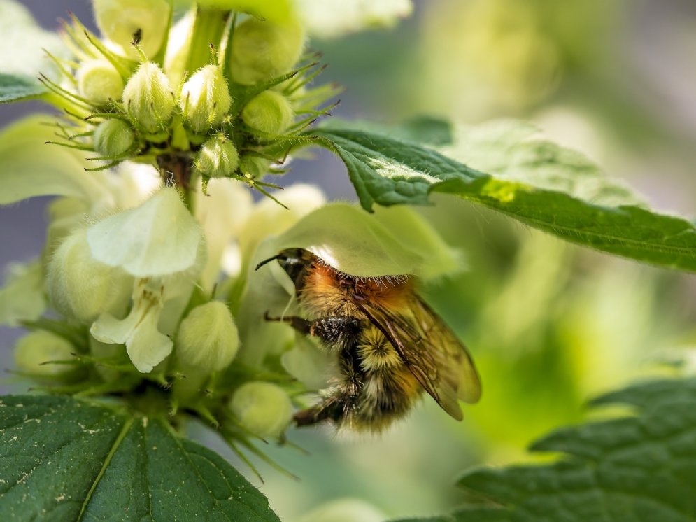 weiße Taubnessel © Pixabay