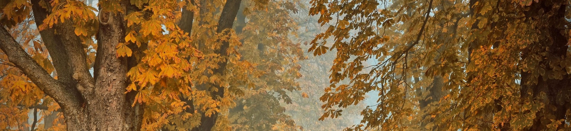 Herbstwald © Bild von Peggychoucair auf Pixabay