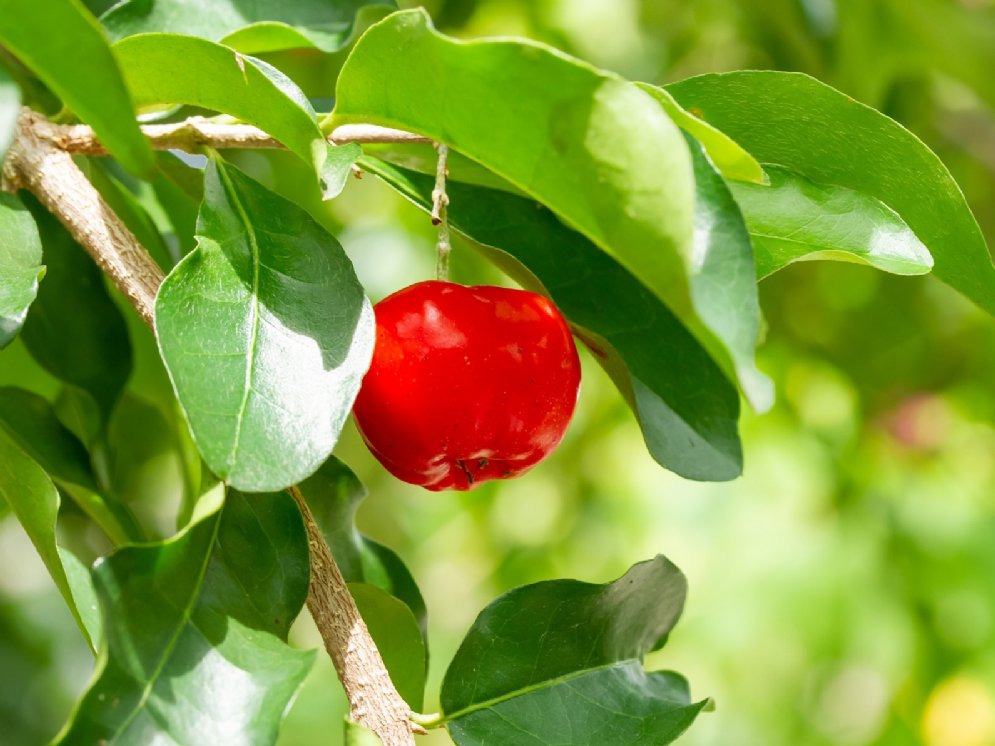 Acerola-Kirsche © Alongkorn Tengsamut (Pixabay)