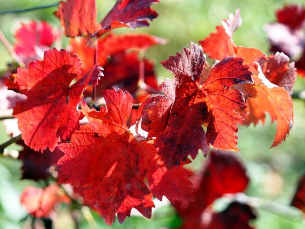 Weinlaub © Adobe Stock
