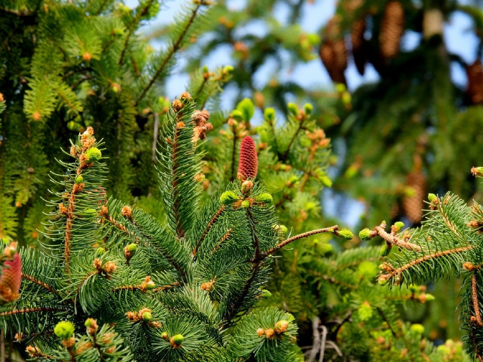 Tanne © Pixabay (Holger Schué)