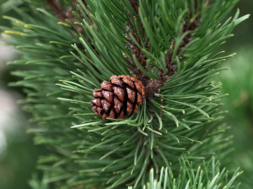 Kiefer © Pixabay (Henryk Niestrój)