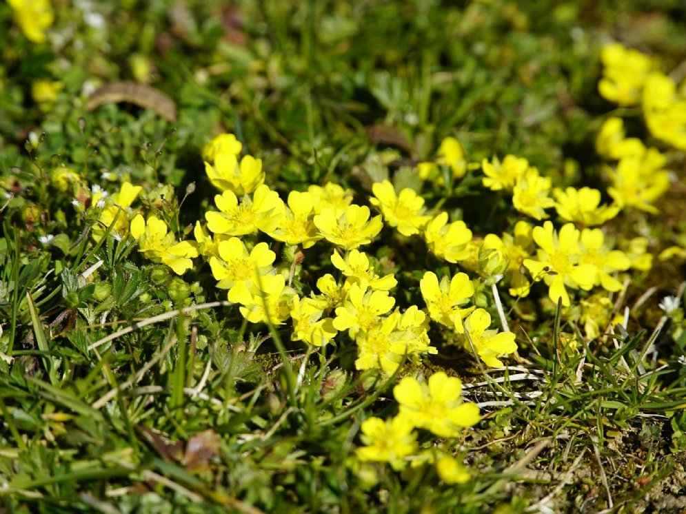 Gänsefingerkraut © Pixabay (jhenning)