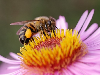 Bienenpatenschaft - fleißige Bienchen wie wir