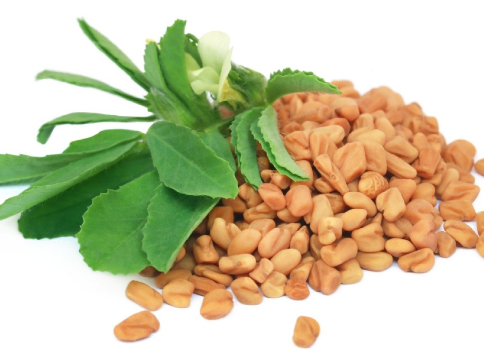 Bockshornklee Samen © Adobe Stock