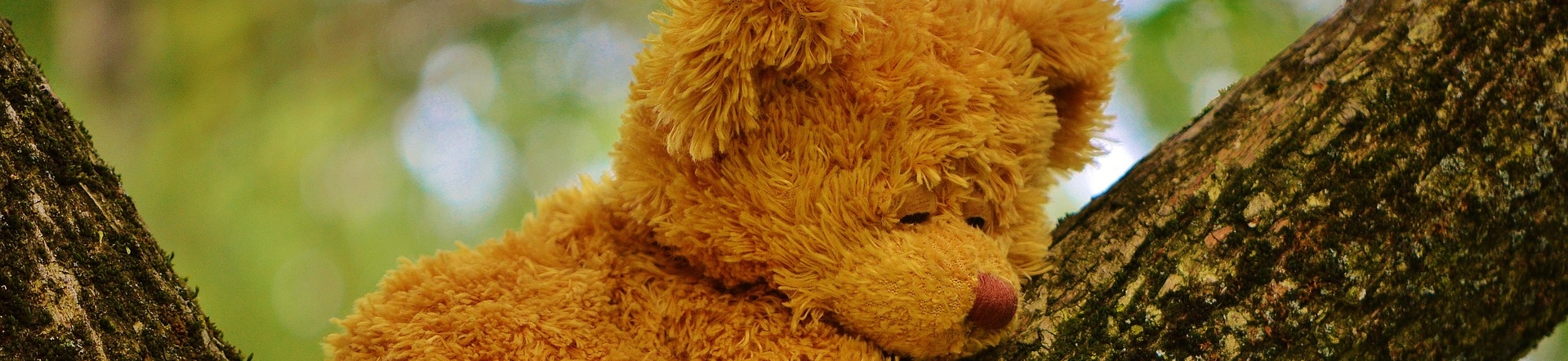 Teddybär schlafend © Pixabay (Alexa)