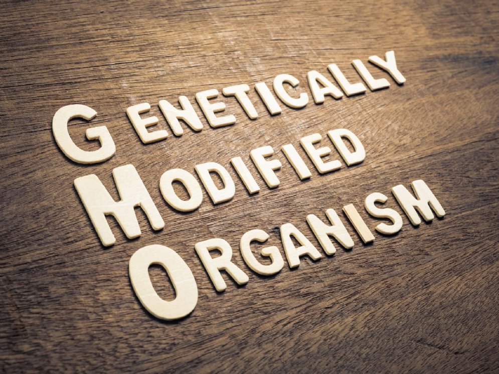 GMO Schrift auf Holz © Adobe Stock