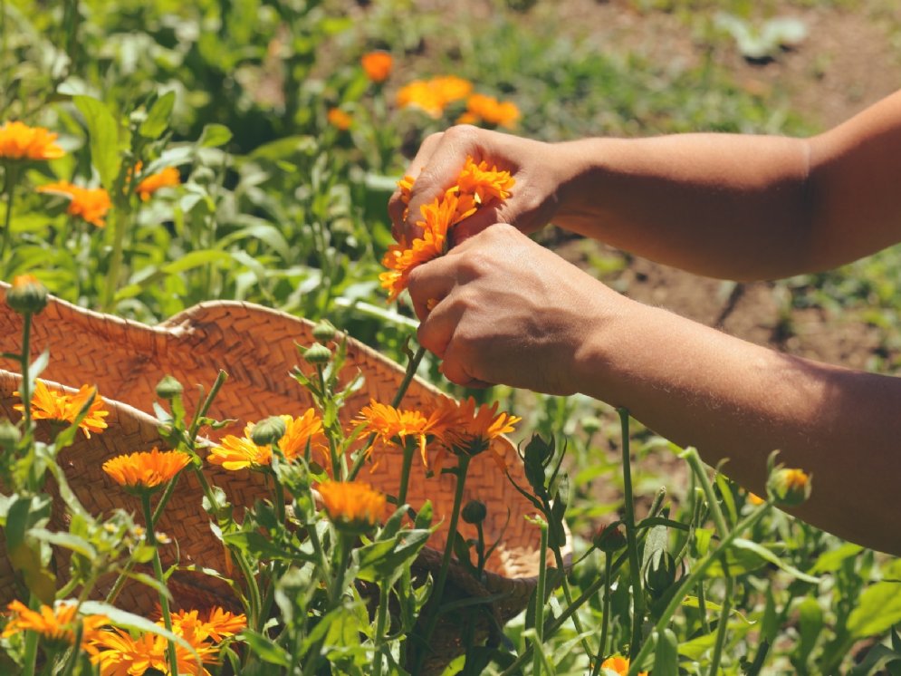 Ringelblume ernten © Adobe Stock